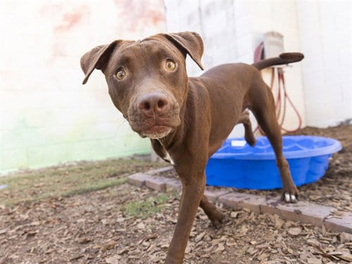 Photo of Bonnie, adoptable American Pit Bull Terrier in Phoenix, Arizona