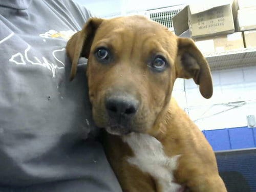 Photo of Pedal, adoptable American Pit Bull Terrier in Albuquerque, New Mexico