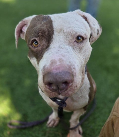 Photo of Trey, adoptable Staffordshire Bull Terrier in Van Nuys, California