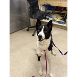 Photo of Mochi, adoptable Shepherd (Unknown Type) in Jurupa Valley, California