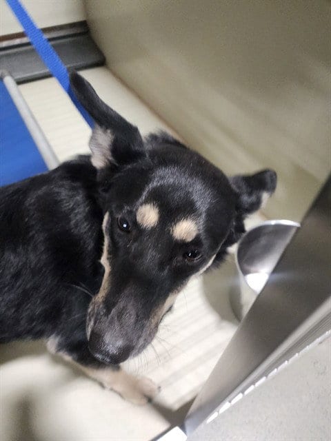Photo of Willow, adoptable German Shepherd Dog in Bakersfield, California
