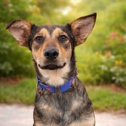 Photo of Parade JuM, adoptable Husky Shepherd (Unknown Type) in Hartford, Connecticut
