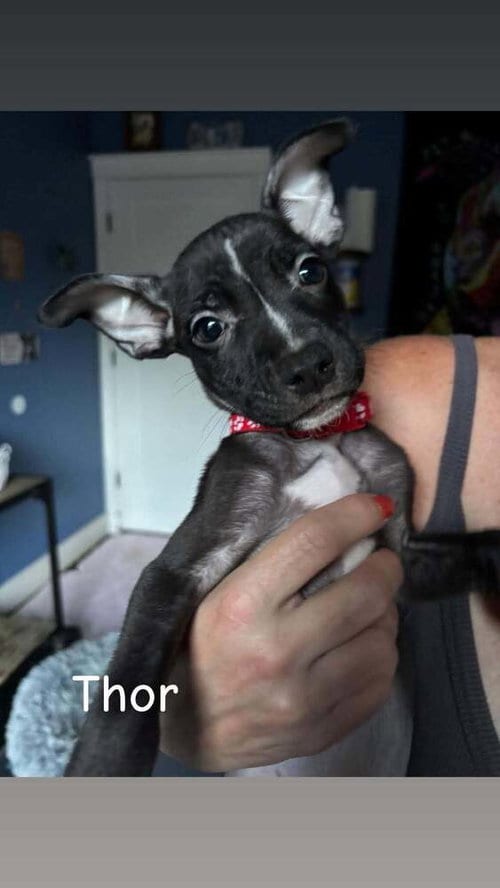 Photo of Thor (Marvel 7), adoptable Pit Bull Terrier in Wenonah, New Jersey