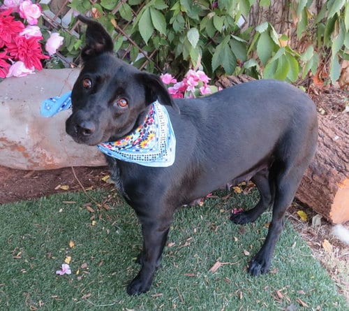 Photo of Madison, adoptable Australian Cattle Dog/Blue Heeler in Oklahoma City, Oklahoma