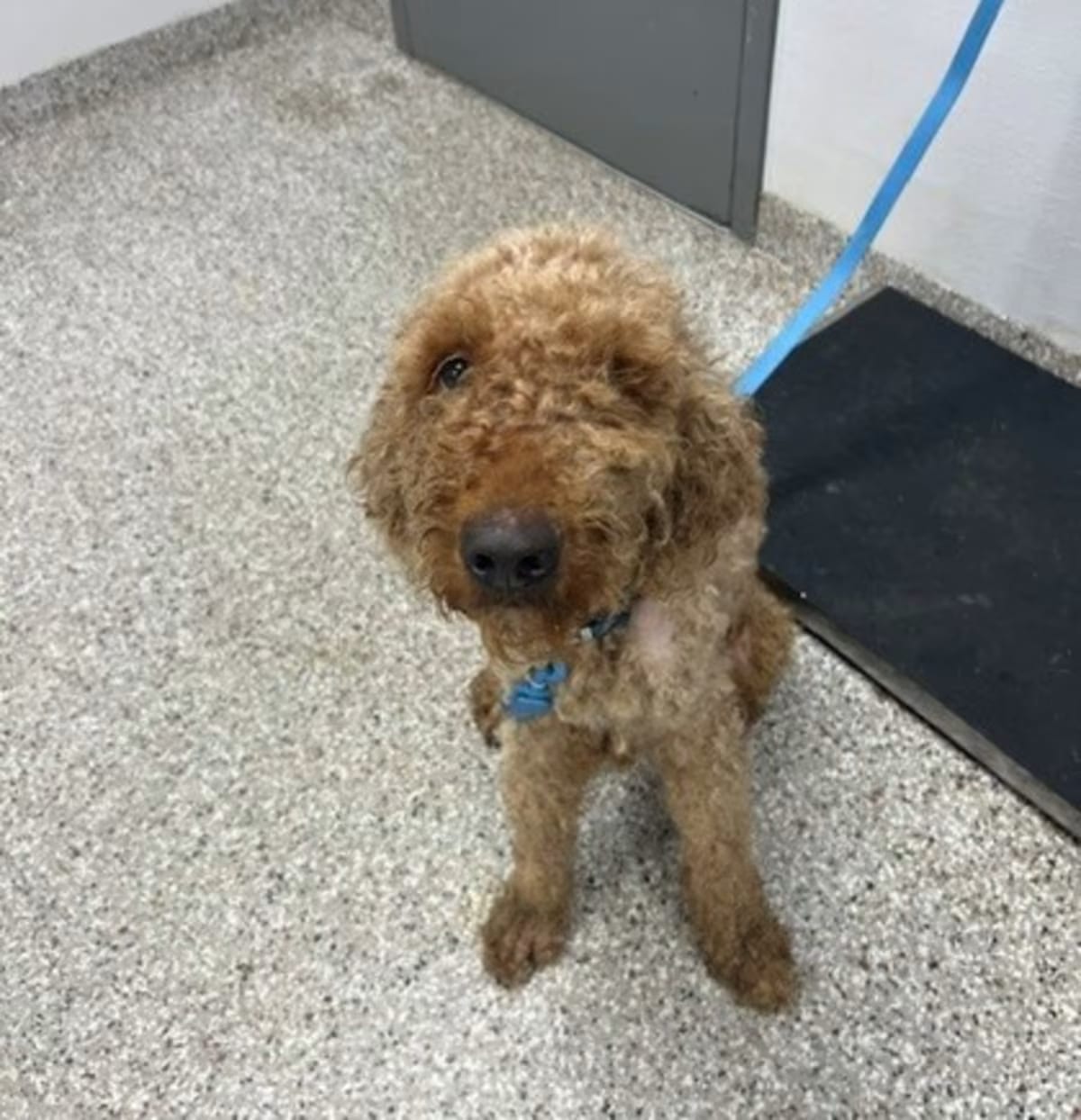 Photo of 61772778, adoptable Golden Retriever/Poodle (Standard) in Gastonia, North Carolina