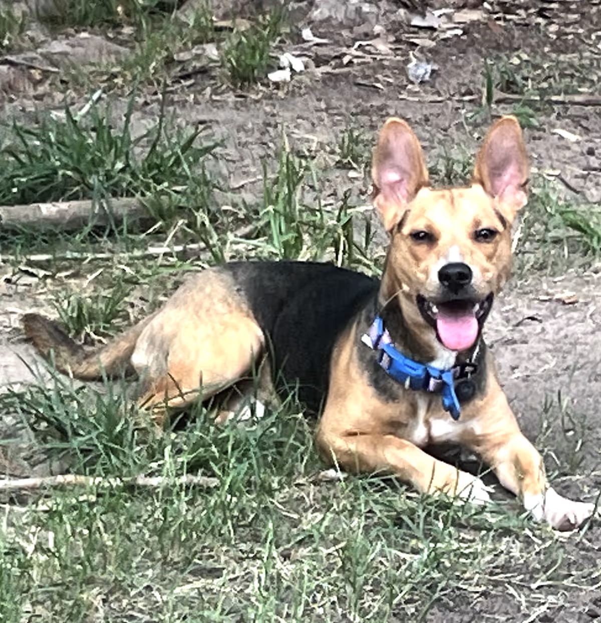 Photo of Toby, adoptable Chiweenie in Houston, Texas