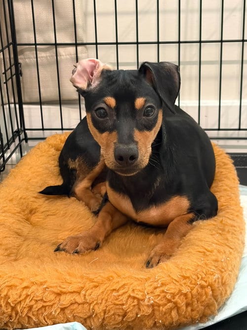 Photo of Cri-Kee, adoptable Dachshund in Greenville, South Carolina