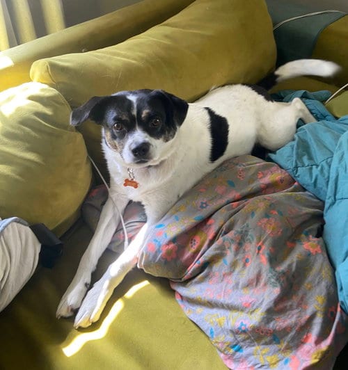 Photo of Rza, adoptable Australian Cattle Dog/Blue Heeler in Crystal, Minnesota