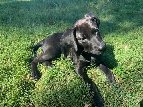 Photo of Winnie, adoptable Hound in Mooresville, North Carolina