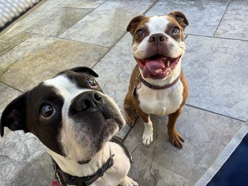 Photo of Buddy & Obi, adoptable Boston Terrier in Huntington Beach, California