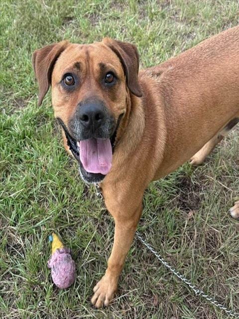 Photo of Flash, adoptable dog in Palmetto, Florida