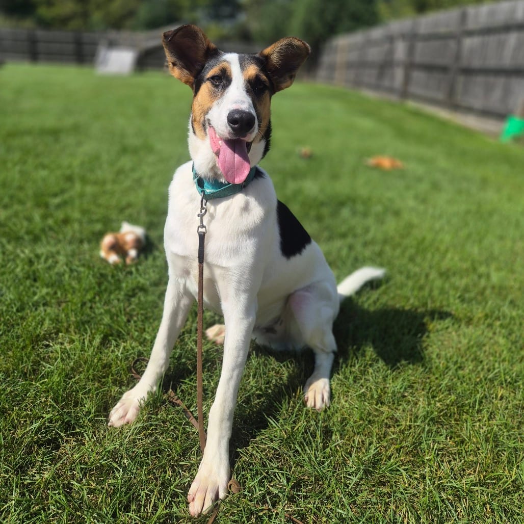 Photo of Zeke, adoptable Mixed Breed (Medium) in Woodstock, Illinois