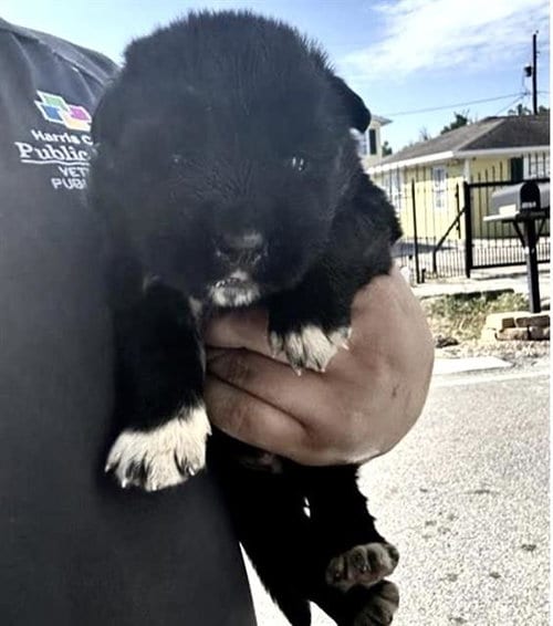 Photo of A663167, adoptable Labrador Retriever in Houston, Texas