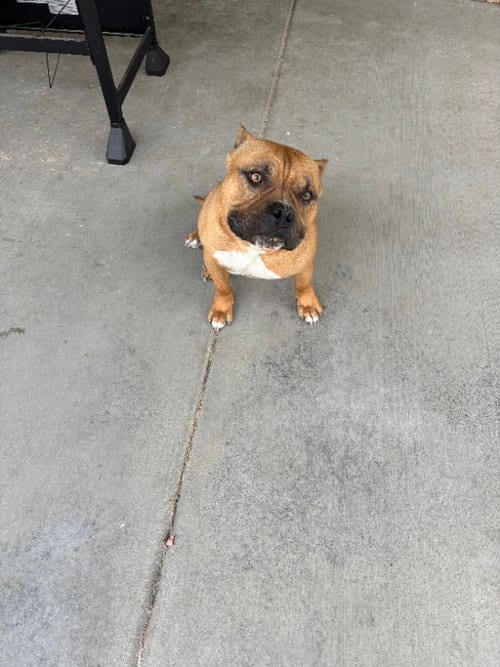 Photo of Mooney, adoptable American Bulldog in San Diego, California
