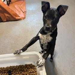 Photo of Midoriya JC, adoptable Rat Terrier Australian Cattle Dog in Hartford, Connecticut