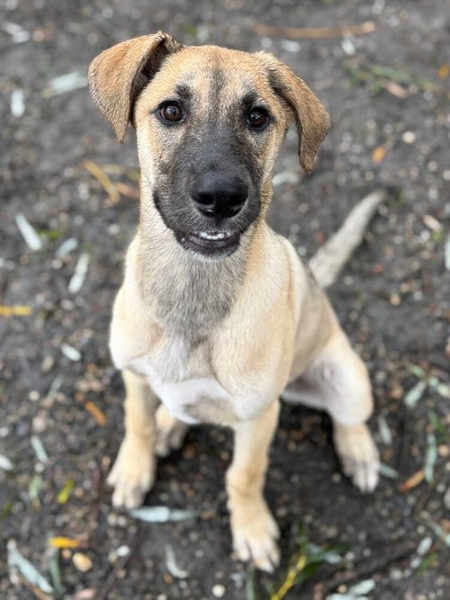 Photo of Hazel, adoptable Shepherd in Elmsford, New York