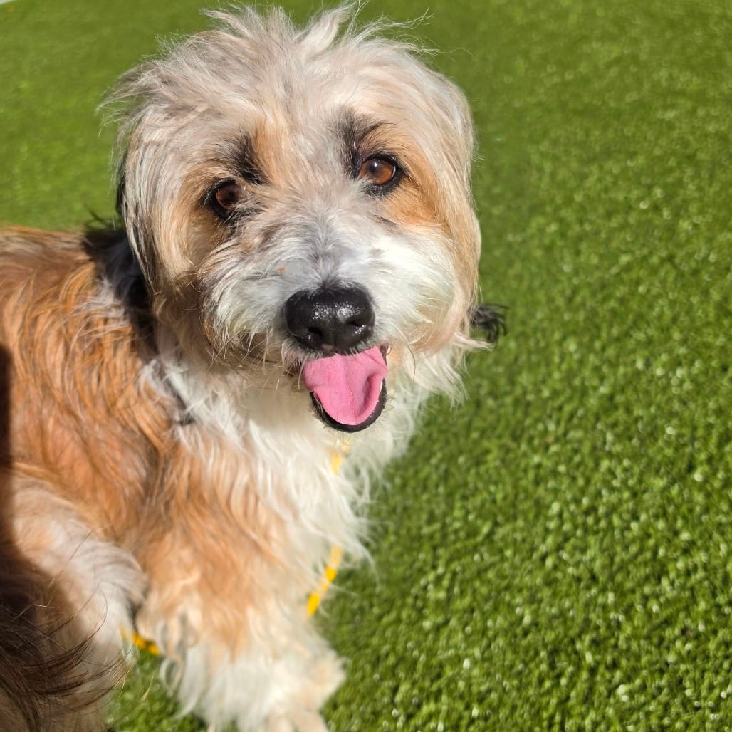 Photo of Noodle (Onion), adoptable Mixed Breed (Small) in Greensboro, North Carolina