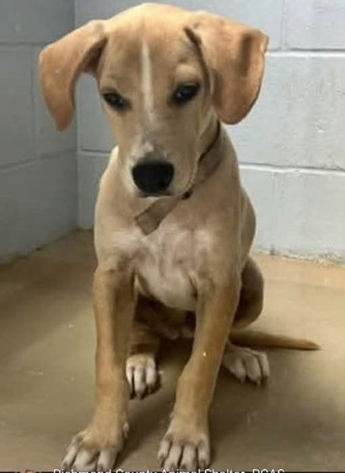 Photo of Dixie Bell, adoptable Labrador Retriever in garner, North Carolina
