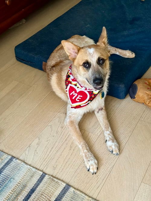 Photo of Hank, adoptable Cattle Dog in Euless, Texas