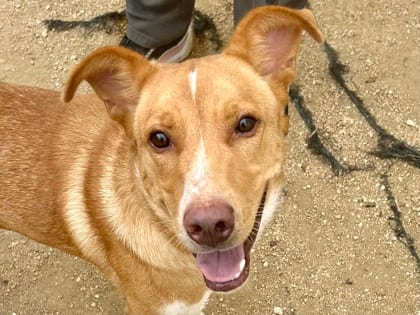 Photo of Hardy, adoptable dog in Georgetown, Texas