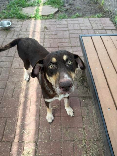 Photo of Dottie, adoptable Husky in Houston, Texas