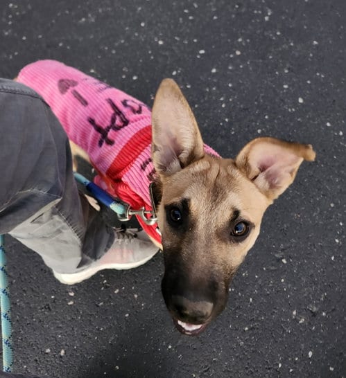 Photo of Ellie, adoptable Shepherd in Crescent, Oklahoma