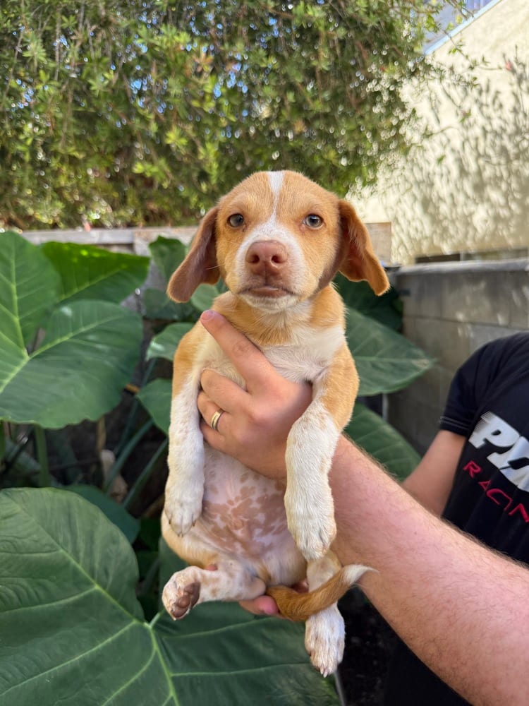 Photo of Baloo, adoptable Terrier (Unknown Type, Small) in Eugene, Oregon