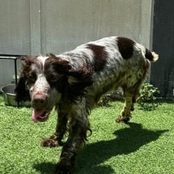 Photo of Rouge 9226, adoptable English Cocker Spaniel in Loxahatchee, Florida