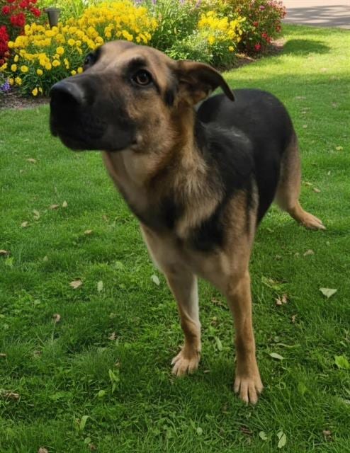 Photo of Adora, adoptable German Shepherd Dog in HESPERIA, California