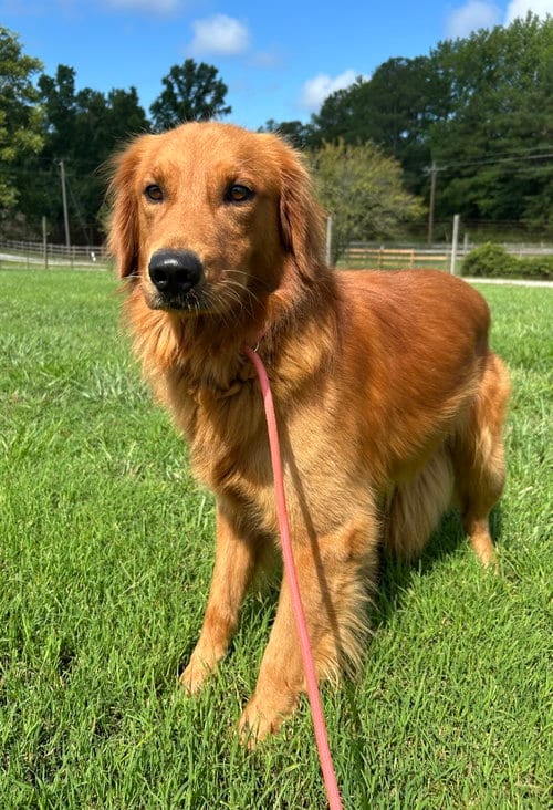 Photo of Max Jul 26, adoptable Golden Retriever in Pacolet, South Carolina