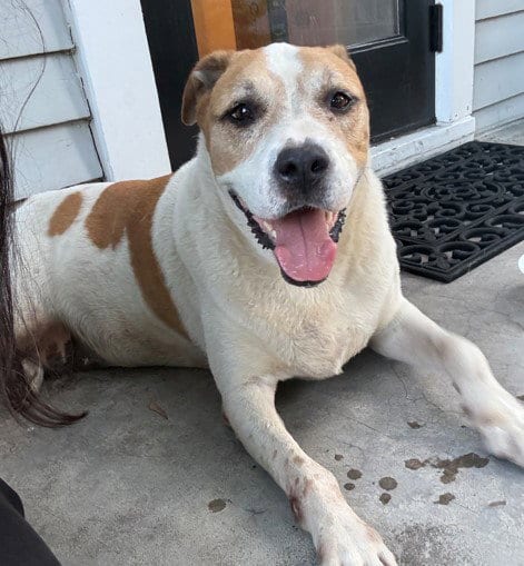 Photo of Cookie, adoptable Staffordshire Bull Terrier in Houston, Texas