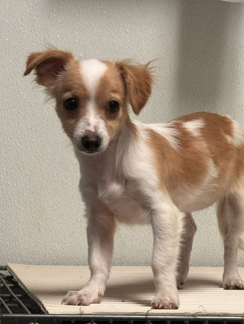 Photo of Maya, adoptable Chihuahua in Bakersfield, California