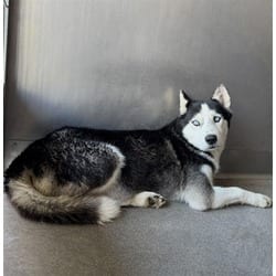 Photo of Croissant, adoptable Husky in San Bernardino, California