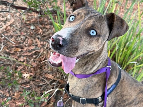 Photo of Colt, adoptable Pit Bull Terrier in Santa Rosa, California