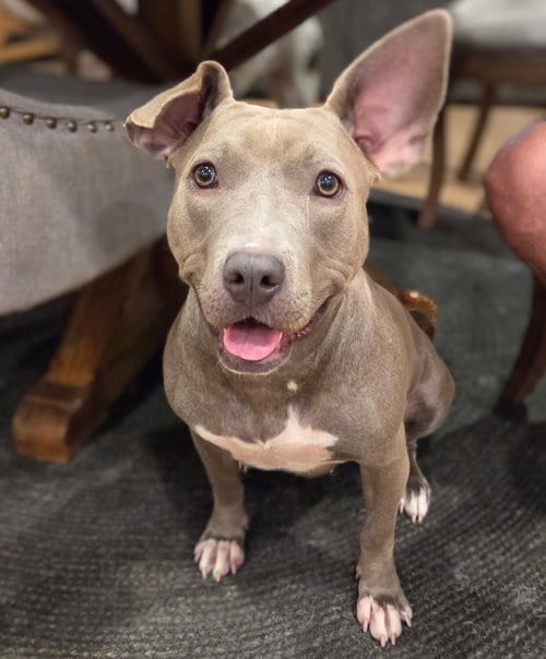 Photo of Stormy, adoptable American Pit Bull Terrier in Holly Springs, North Carolina