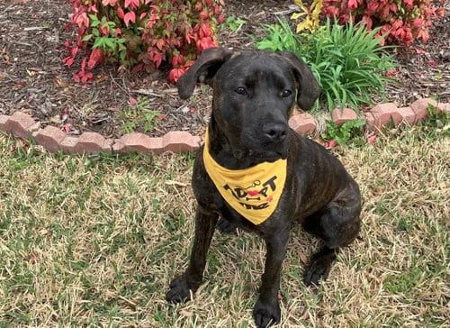 Photo of Phoenix, adoptable Cane Corso Mastiff in Euless, Texas