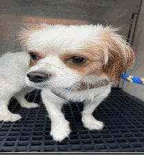 Photo of Ross, adoptable Cavalier King Charles Spaniel in Boston, Massachusetts