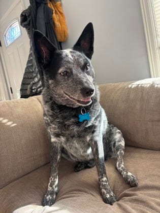 Photo of Bernard, adoptable dog in Chamblee, Georgia