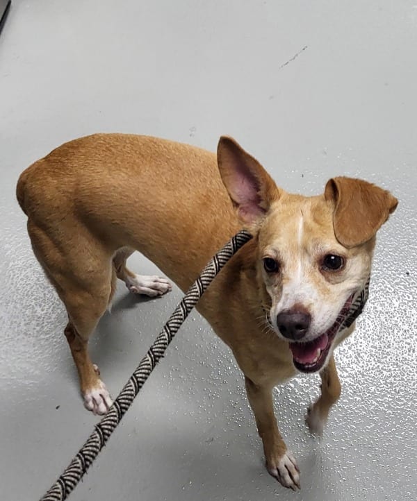 Photo of Ic18 Palina, adoptable Chihuahua cross in Lawrenceville, Georgia
