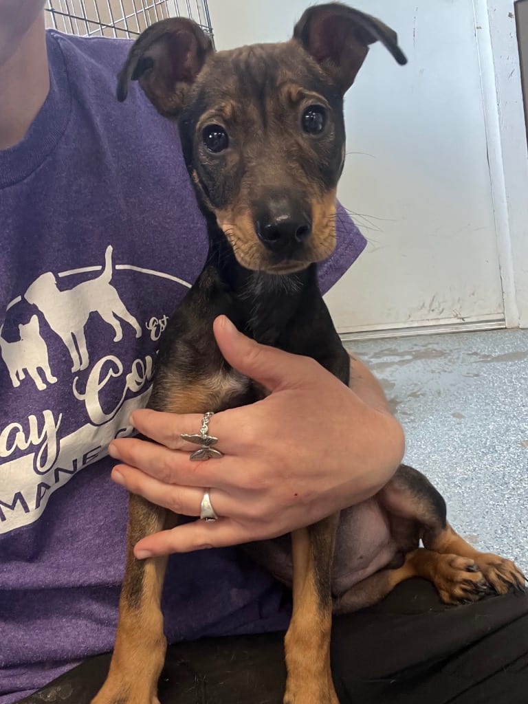 Photo of Ruhro, adoptable Miniature Pinscher in Brazil, Indiana