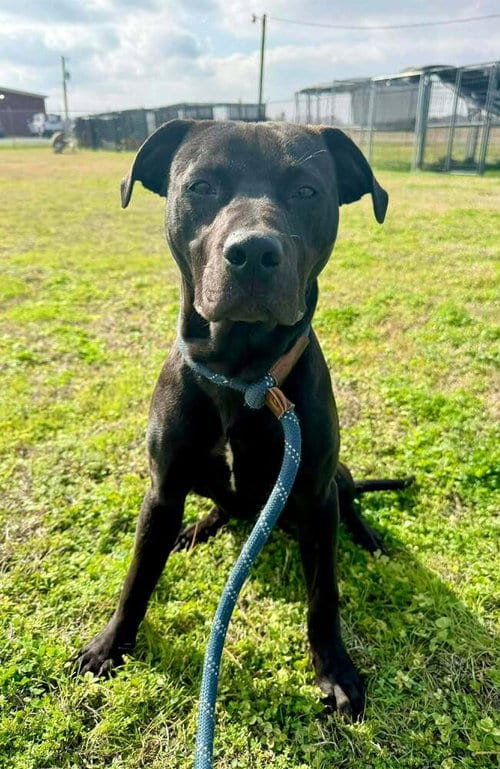 Photo of Sid, adoptable Terrier in Abbeville, Louisiana