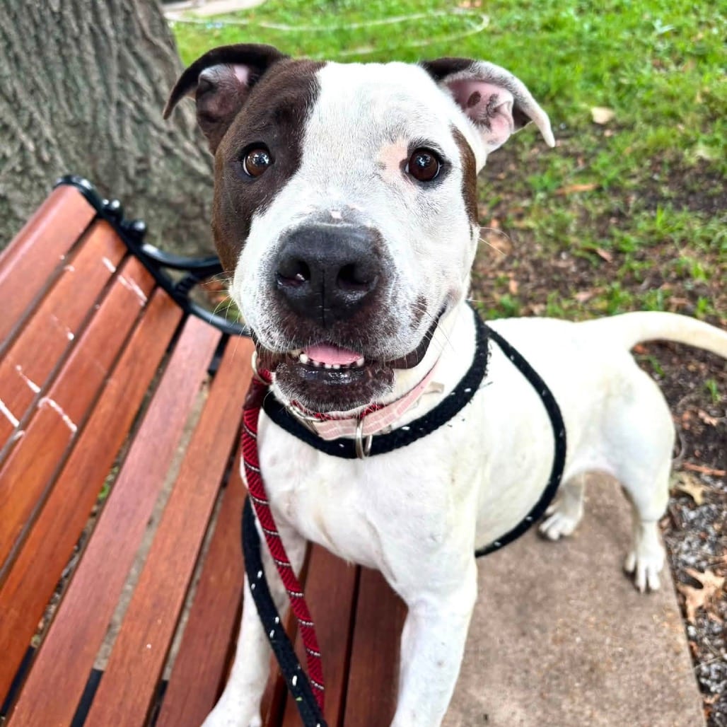 Photo of Asha, adoptable Mixed Breed (Large) in St. Louis, Missouri