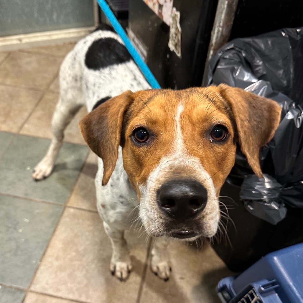 Photo of Gary, adoptable Mixed Breed (Medium) in Chattanooga, Tennessee