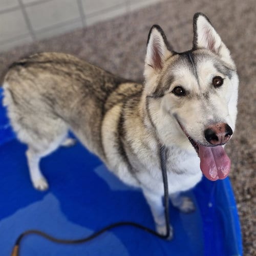 Photo of Bandit, adoptable Siberian Husky in Mesa, Arizona