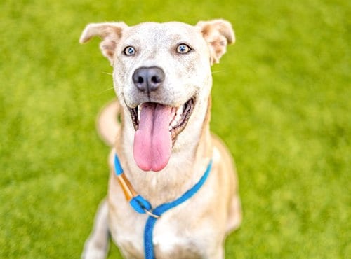Photo of Tati, adoptable Pit Bull Terrier in San Jose, California