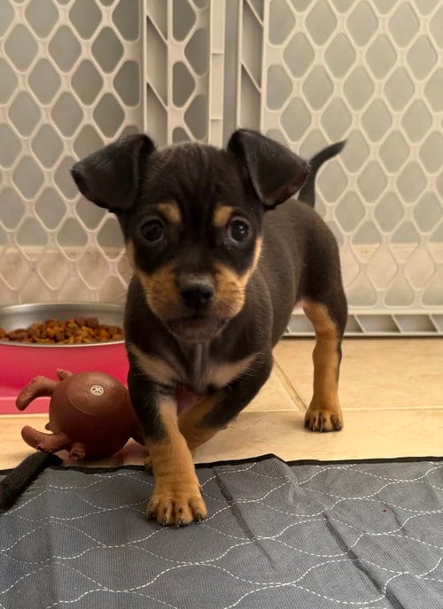 Photo of Sons of Dracula : Billy Bob, adoptable Chihuahua in Aurora, Indiana