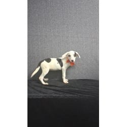 Photo of Marilyn, adoptable Mixed Breed (Medium) in Medfield, Massachusetts