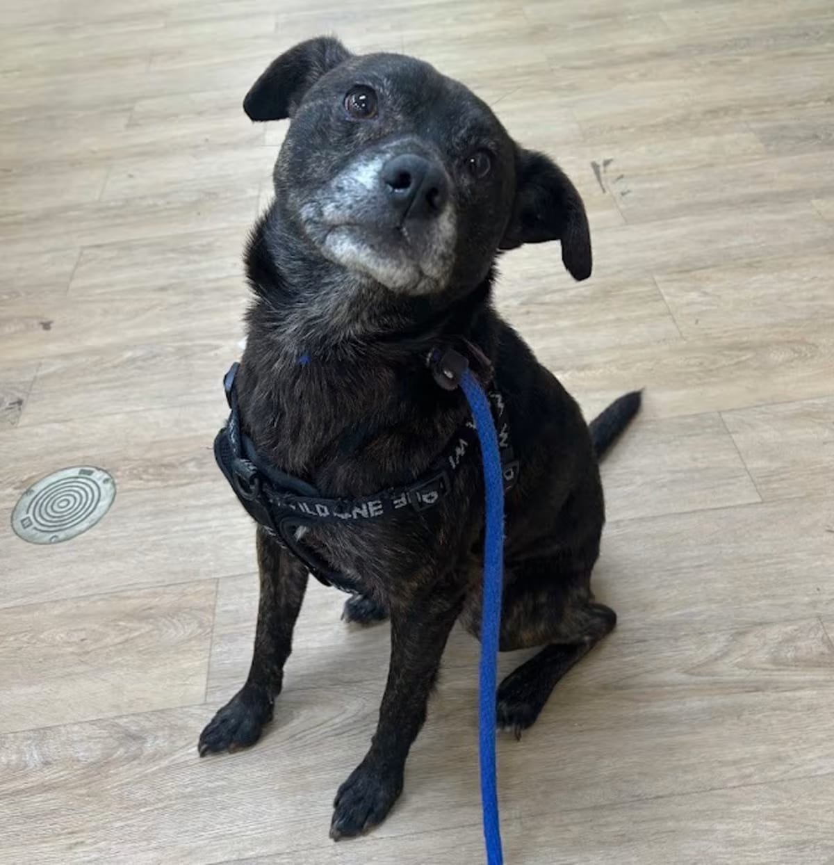 Photo of Skittles, adoptable Terrier (Unknown Type, Medium)/Mixed Breed (Medium) in Lyndhurst, Virginia