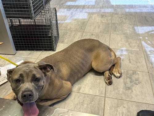 Photo of Gloria, adoptable Mastiff in Grand Prairie, Texas
