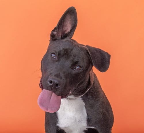 Photo of Ryan, adoptable Labrador Retriever in Pasadena, California
